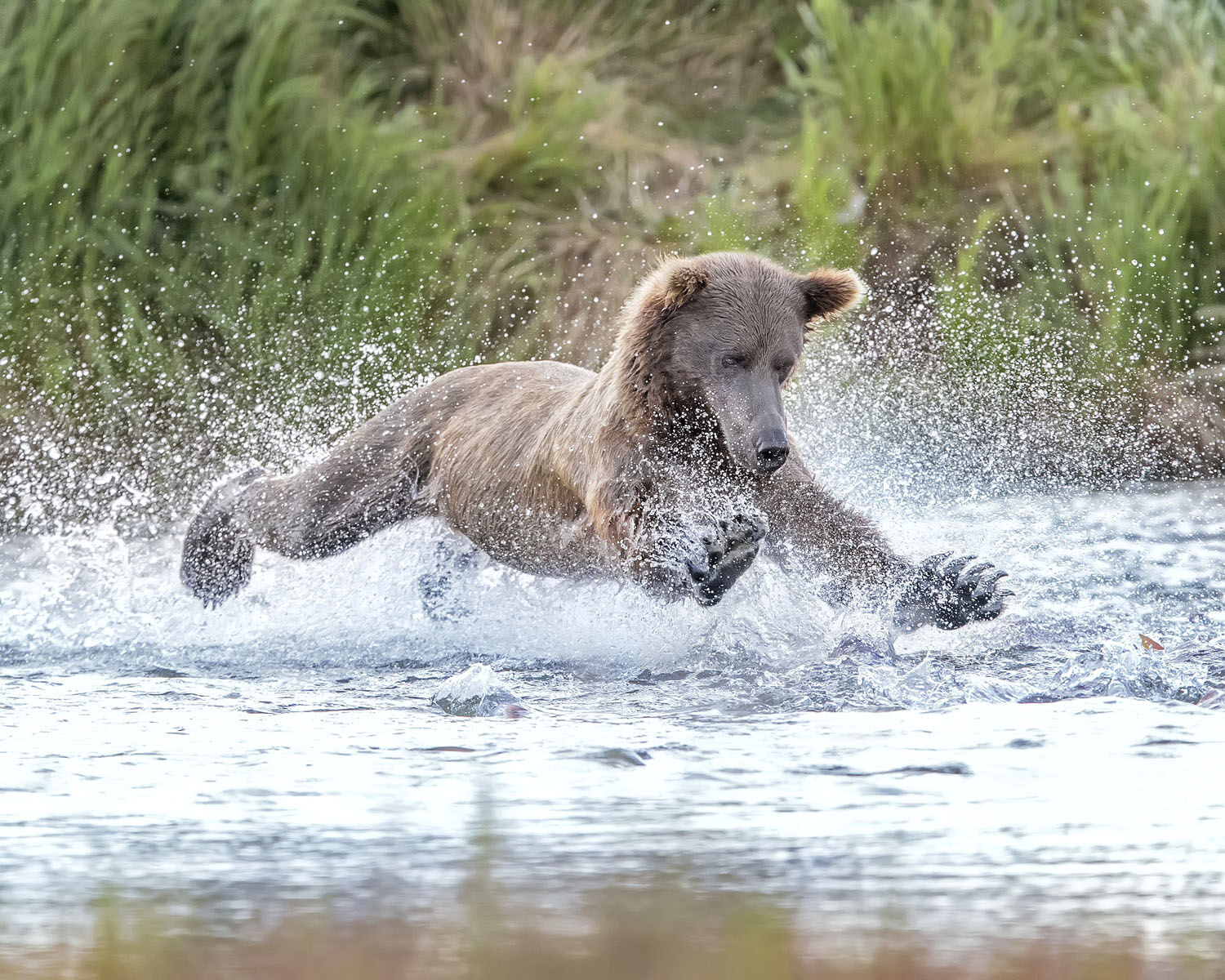 Bear
